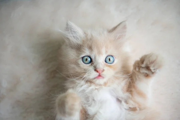 Симпатичная маленькая голубоглазая кошка Лежит на полу — стоковое фото