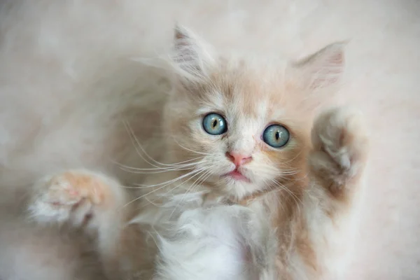 Симпатичні маленькі блакитні очі кіт лежить на хутряній підлозі — стокове фото