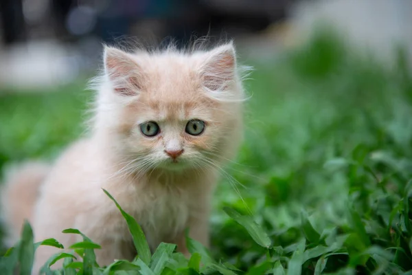 Lindos ojos azules gato mintiendo en la hierba — Foto de Stock