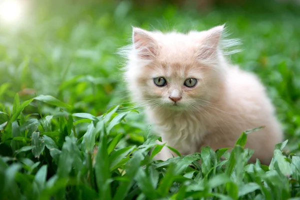 Śliczne małe niebieskie oczy kot na trawie — Zdjęcie stockowe