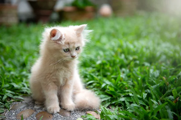 Kucing kecil bermata biru yang lucu tergeletak di rumput — Stok Foto