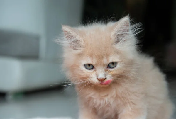 Lindo gato está lamiendo la boca — Foto de Stock