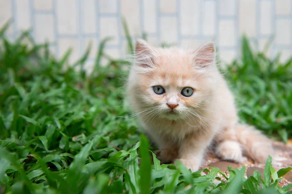 Lindos ojos azules gato en la hierba — Foto de Stock