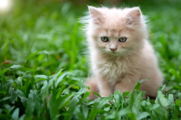 Schattige kleine blauwe ogen kat op het gras — Stockfoto