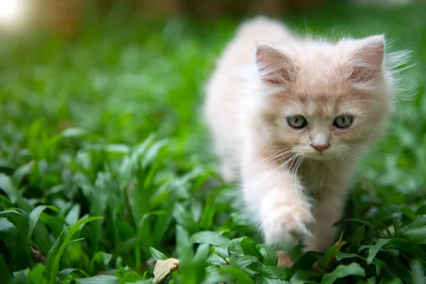 Śliczne małe niebieskie oczy kot chodzenie na trawie — Zdjęcie stockowe