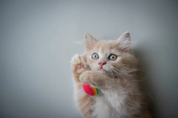 Mignon petit chat aux yeux bleus est couché sur le sol de la maison avec le — Photo