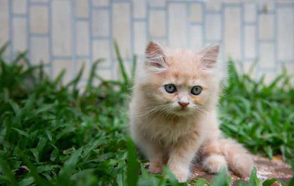 Lindos ojos azules gato en la hierba — Foto de Stock