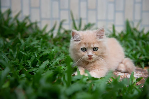 Sevimli küçük mavi gözleri çim kedi — Stok fotoğraf