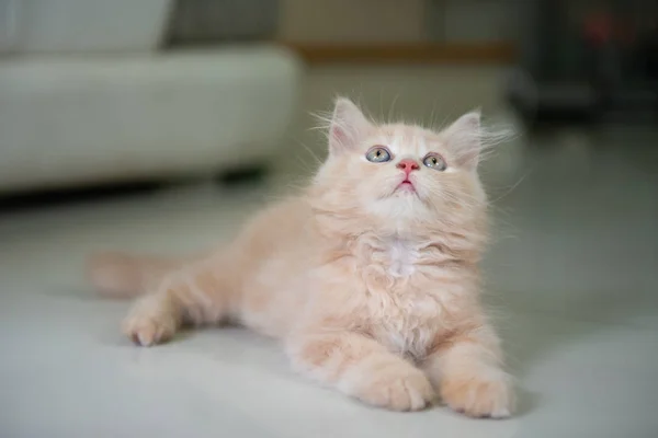 Carino piccolo gatto occhi blu posa sul pavimento — Foto Stock
