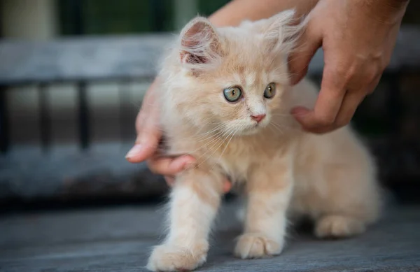 Ludzka ręka trzyma trochę cute kota — Zdjęcie stockowe