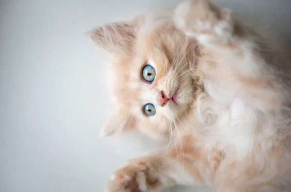 Lindos ojos azules gato acostado en el suelo — Foto de Stock