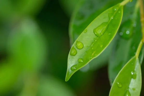 Primer plano de hojas con gota de lluvia de agua — Foto de Stock