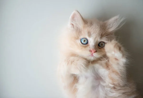 Lindos ojos azules gato acostado en el suelo — Foto de Stock