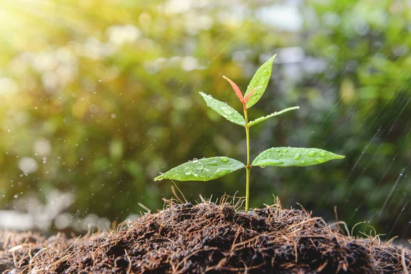 Jeune plante pousse du sol et la goutte d'eau de la pluie — Photo