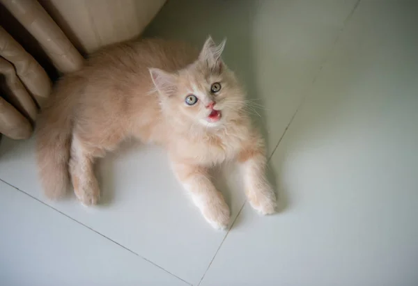 Gato está tirado en el suelo — Foto de Stock