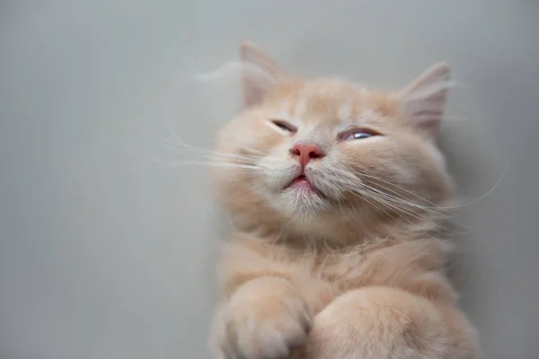 Закрыть симпатичную кошку - это сон лежа — стоковое фото