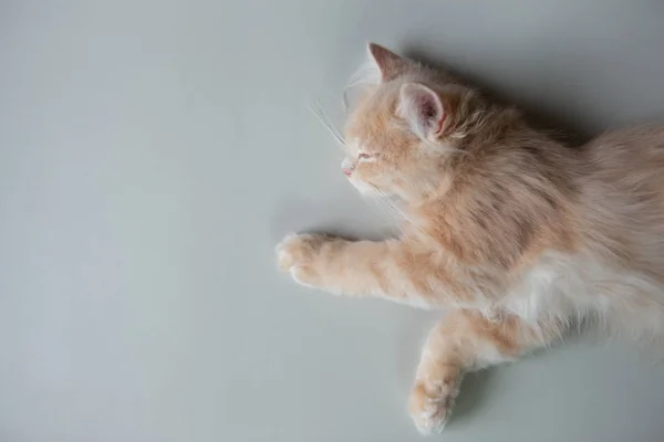 Chat mignon est dormir sur le sol - vue sur le dessus — Photo