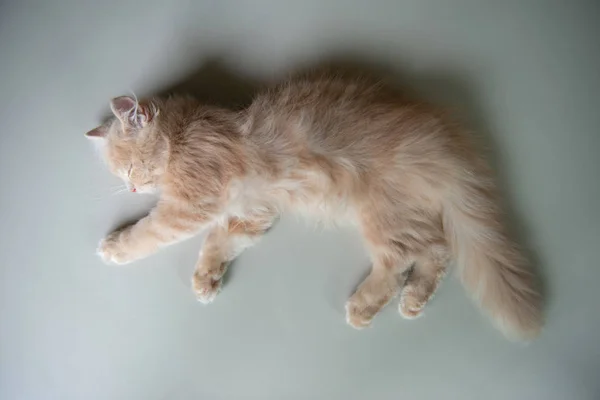 Pomarańczowy krój kot Perski śpi na podłodze z płaską leżącą — Zdjęcie stockowe