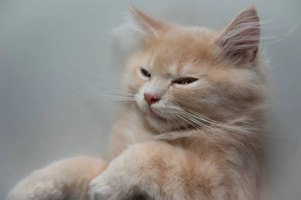 Gros plan mignon chat est dormir avec couché vers le haut — Photo