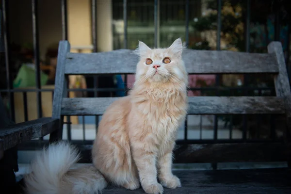 Kucing kuning lucu duduk di kursi kayu — Stok Foto