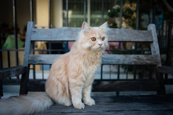 Kucing kuning lucu duduk di kursi kayu — Stok Foto