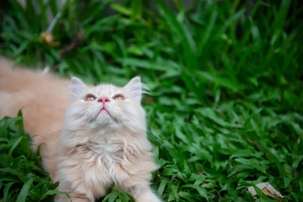 Cerca de naranja lindo gato está acostado en la hierba — Foto de Stock