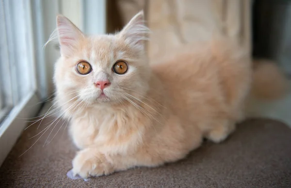 Naranja lindo gato está tirado en el suelo — Foto de Stock