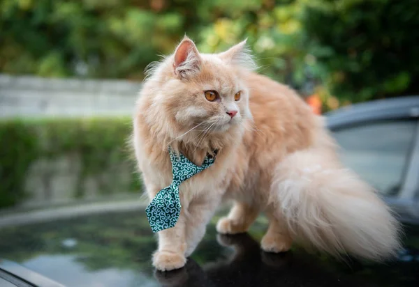 Симпатичный кот с галстуком на петле — стоковое фото