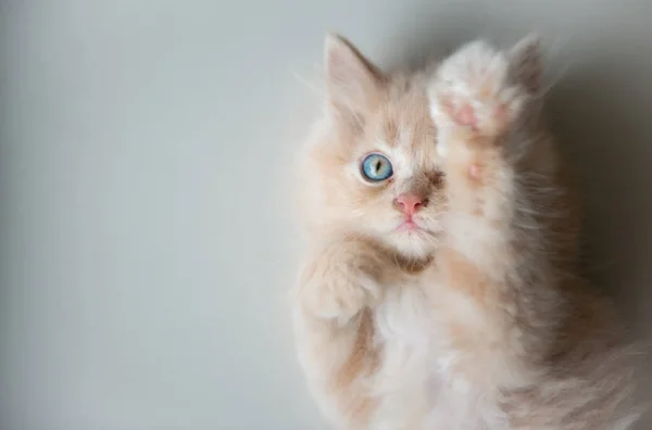 Schattige kleine blauwe ogen kat liggend op de vloer — Stockfoto