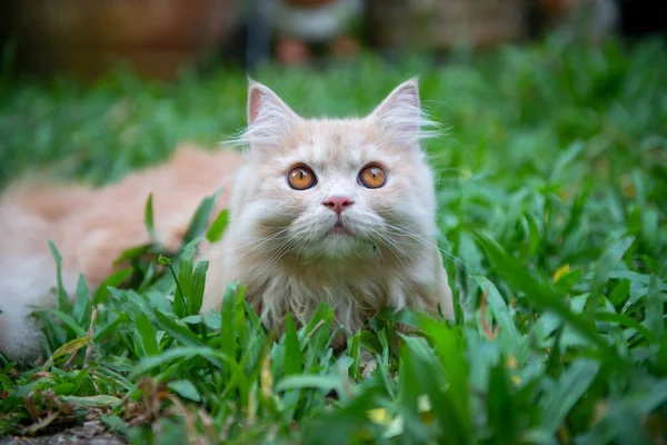 Cerca de naranja lindo gato está acostado en la hierba — Foto de Stock