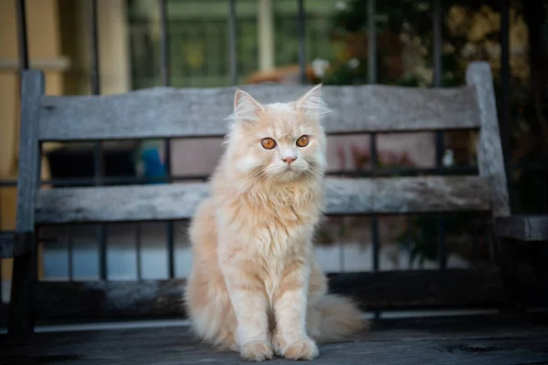 Kucing kuning lucu duduk di kursi kayu — Stok Foto