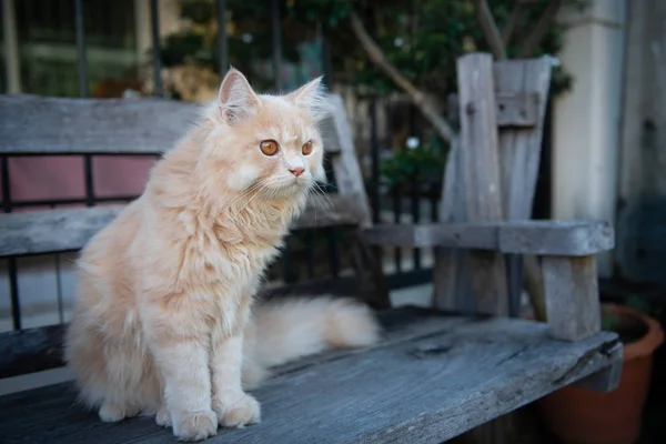Kucing kuning lucu duduk di kursi kayu — Stok Foto