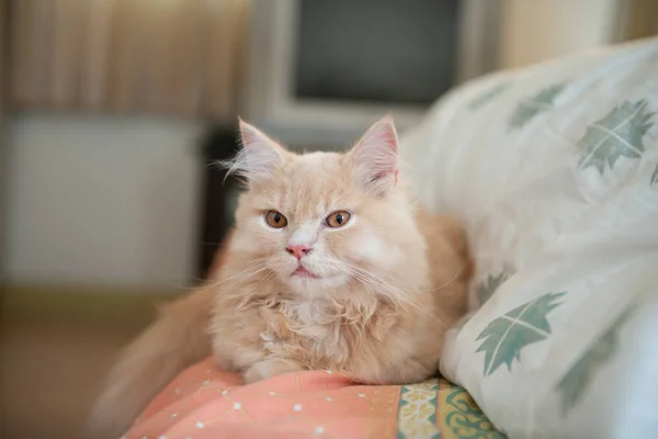 Оранжевый милый кот лежит на кровати — стоковое фото
