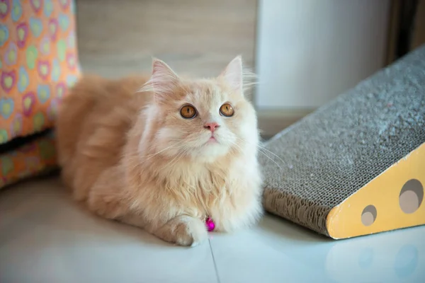 Оранжевый милый кот лежит на полу — стоковое фото
