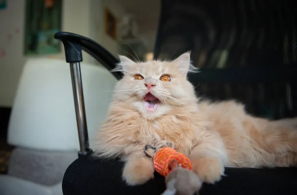Портрет ревущий милый персидский кот и играющий в кошачью игрушку — стоковое фото
