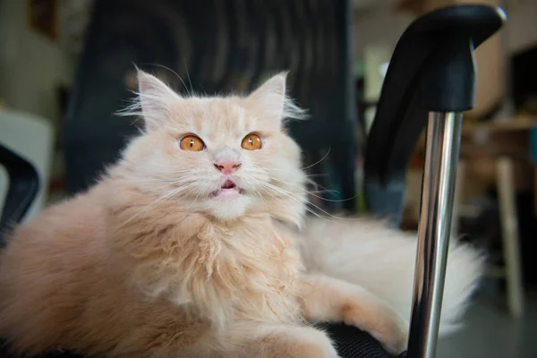 Retrato rugiendo lindo gato persa — Foto de Stock