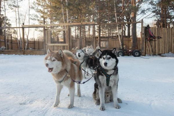 Groupe de traîneau Husky chien sibérien sont assis et debout sur la — Photo
