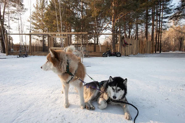 Група сибірських Хаскі собачих упряжках сидять і стоячи на — стокове фото