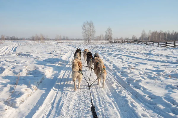 Gruppo di slittini siberiani Husky Dog sulla neve — Foto Stock