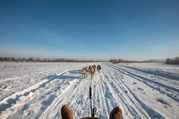 Gruppo di slittini siberiani Husky Dog sulla neve — Foto Stock