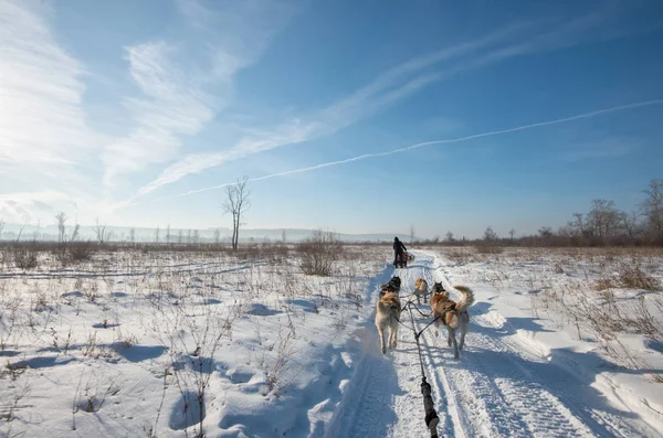 Groupe de chiens Husky Sibériens traîneau sur la neige — Photo