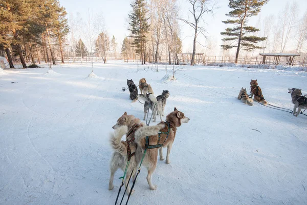 Groupe de chiens Husky Sibériens traîneau sur la neige — Photo