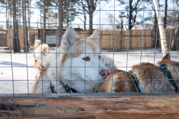Siberiano husky cani nella stalla cane all'aperto — Foto Stock