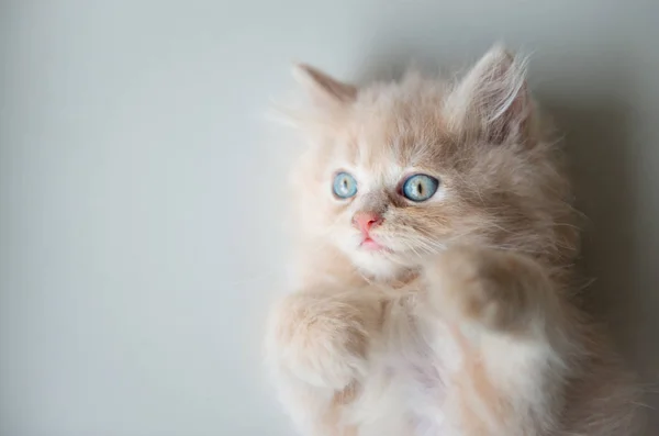 Mignon Petit Chat Aux Yeux Bleus Allonge Sur Le Sol Jaune A La Recherche Stock Photo