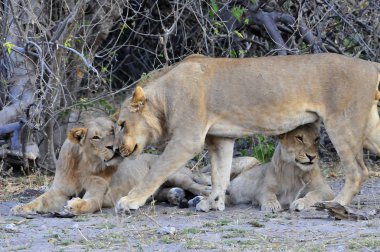 savannah sarılma aslanlar