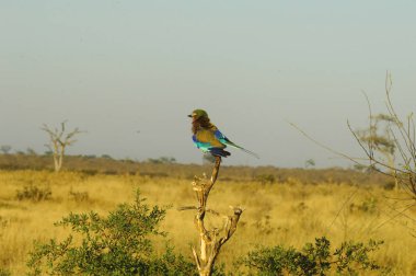 Arı yiyen savana ağaç üzerinde