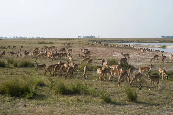 Impala Luz Mañana Temprano — Foto de Stock