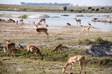 Impala erken sabah ışığında