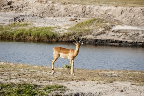 Impala Luz Mañana Temprano — Foto de Stock