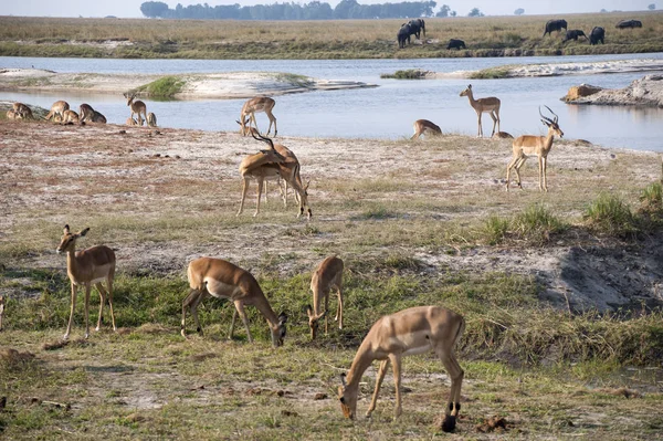 Impala Luz Mañana Temprano — Foto de Stock